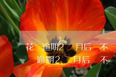 花唄逾期2個月后會不會給家人打電話-花唄逾期2個月后會不會給家人打電話催收