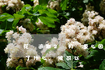 花唄逾期2個月嚴重么(因為花唄逾期了兩年了什么時候可以)