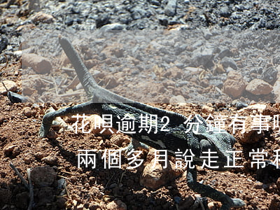 花唄逾期2分鐘有事嗎(花唄逾期兩千多,逾期兩個多月說走正常程序,上門調(diào)查)