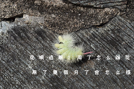 花唄逾期2周了怎么辦(花唄逾期兩千塊錢 逾期了幾個月了會怎么樣)