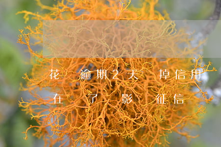 花唄逾期2天會掉信用嗎(花唄逾期了兩天,現在還了,會影響征信嗎)