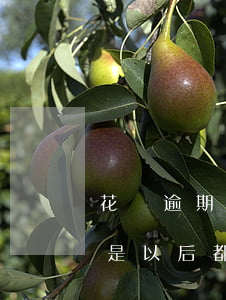 花唄逾期2年后能使用嗎(花唄逾期兩天是不是以后都不能用了?)