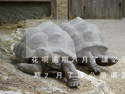 花唄逾期2月了讓必須還款怎么辦-花唄逾期2月了讓必須還款怎么辦呢