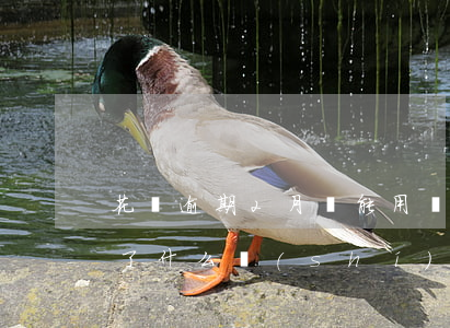 花唄逾期2月還能用嗎(花唄逾期兩次不能用了什么時(shí)候恢復(fù)可以用)