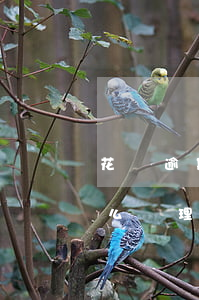 花唄逾期2次了怎么辦-花唄逾期2次了怎么辦理