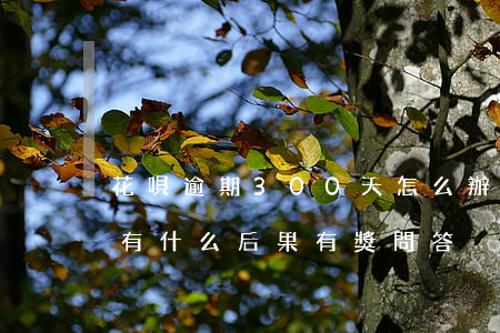 花唄逾期300天怎么辦(花唄逾期30天會有什么后果?,有獎問答)