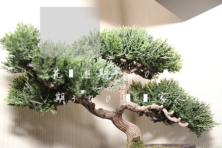 花唄逾期300會給家人打電話嗎-花唄逾期300會給家人打電話嗎是真的嗎