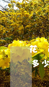 花唄逾期300還多少(花唄300最低還款多少)