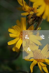 花唄逾期33天后續(xù)(花唄逾期33天還進(jìn)去了什么時(shí)候才可以用呢?)