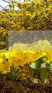 花唄逾期34天還能用嗎(花唄逾期四十天還完后,什么時候能繼續用)