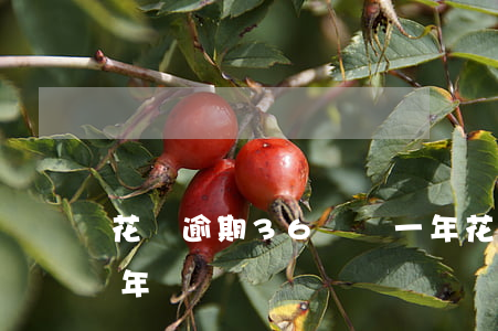 花唄逾期36塊錢一年 花唄逾期36塊錢一年