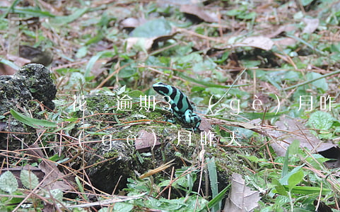 花唄逾期3個(gè)月昨天(花唄逾期3個(gè)月昨天)