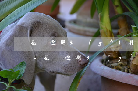 花唄逾期3個(gè)月為什么不打電話了-花唄逾期3個(gè)月為什么不打電話了呢