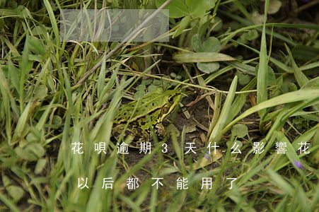 花唄逾期3天什么影響 花唄逾期三天是不是以后都不能用了?