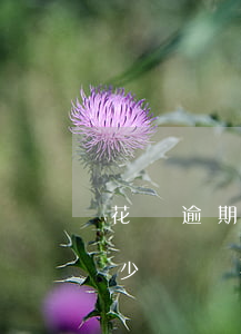 花唄逾期3天利息怎么算(花唄三個月利息多少)