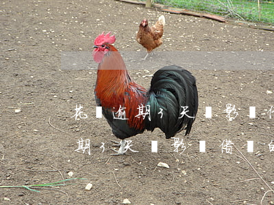 花唄逾期3天會影響借唄的使用嗎-花唄逾期3天會影響借唄的使用嗎