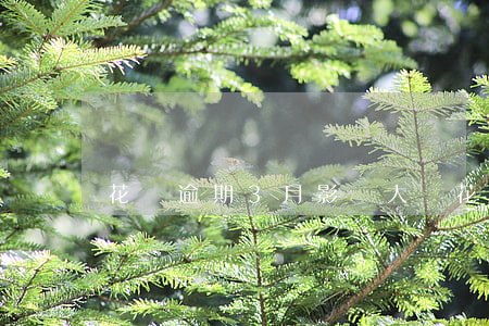 花唄逾期3月影響大嗎(花唄逾期3月影響大嗎)
