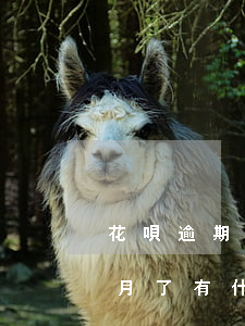 花唄逾期3次會怎么樣(花唄和借唄逾期三個月了有什么事嗎?)