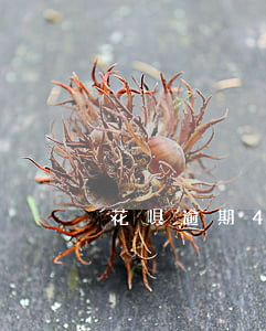 花唄逾期4000三周說要上門-