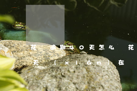 花唄逾期40天怎么辦(花唄之前逾期400天現(xiàn)在還了怎么用不了)
