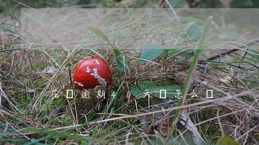 花唄逾期40天會怎么樣