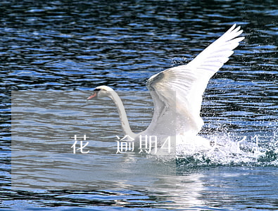 花唄逾期45天了怎么辦