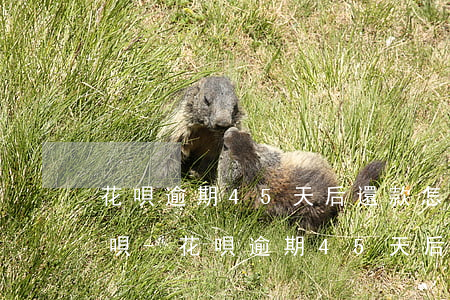 花唄逾期45天后還款怎么恢復(fù)花唄-花唄逾期45天后還款怎么恢復(fù)花唄額度