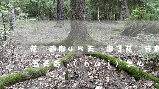 花唄逾期45天沒事了(花唄分期后逾期是十五天后會(huì)怎么樣?)