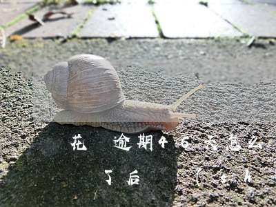 花唄逾期46天怎么辦-花唄逾期了40天還了后幾時(shí)可以恢復(fù)使用