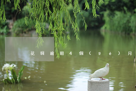 花唄逾期4個(gè)月了還不上怎么辦-