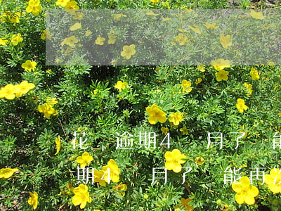 花唄逾期4個月了還能再次使用嗎-花唄逾期4個月了還能再次使用嗎怎么辦