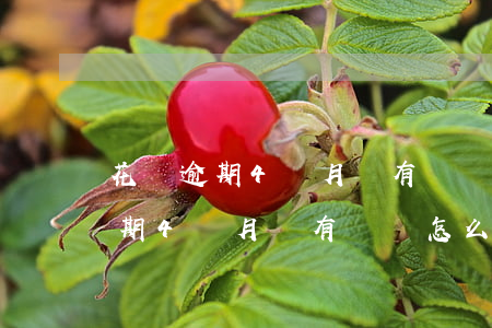 花唄逾期4個月沒有還錢怎么處理-花唄逾期4個月沒有還錢怎么處理呢