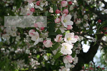 花唄逾期4次會不會影響辦信用卡-花唄逾期4次會不會影響辦信用卡呢