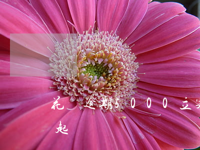 花唄逾期5000立案(支付寶花唄逾期五千起訴)