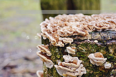 花唄逾期500上征信嗎(花唄逾期多久上征信嗎?花唄逾期有什么后果)