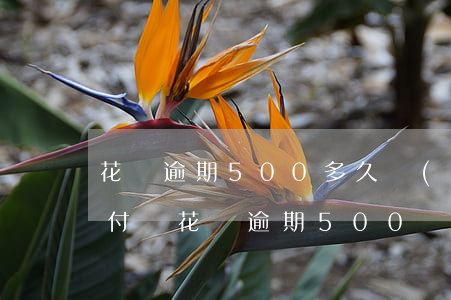 花唄逾期500多久會(huì)被起訴(支付寶花唄逾期500會(huì)起訴嗎)