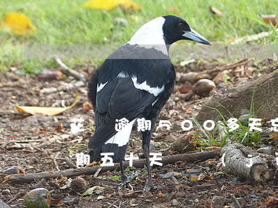 花唄逾期500多天忘記還(花唄500元逾期五十天還進(jìn)去能馬上用嗎?)