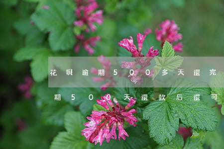 花唄逾期500多天還完還不上了-花唄逾期500天還款后還可以正常使用嗎