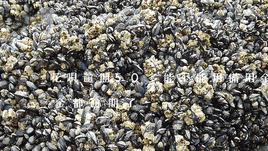 花唄逾期50多能不能用備用金呢(花唄備用金都逾期了)