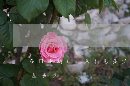 花唄逾期52天利息多少(花唄逾期52天利息多少)