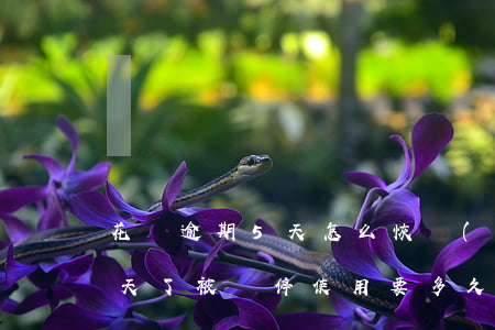 花唄逾期5天怎么恢復(fù)(花唄逾期五天了被暫停使用要多久才能恢復(fù))