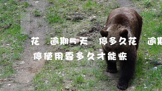 花唄逾期5天暫停多久(花唄逾期四個月被暫停使用要多久才能恢復)