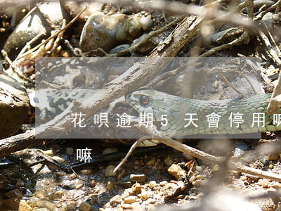 花唄逾期5天會停用嘛(花唄逾期5天會停用嘛)
