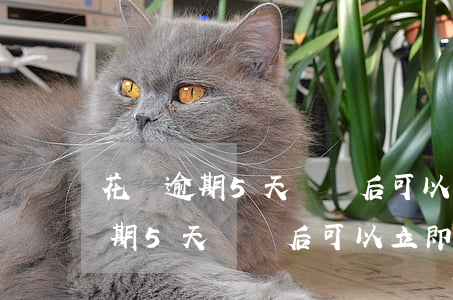 花唄逾期5天還過后可以立即使用-花唄逾期5天還過后可以立即使用嗎
