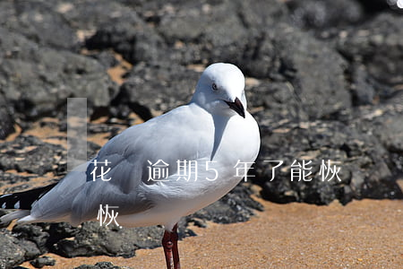 花唄逾期5年了能恢復嗎(花唄逾期5年了能恢復嗎)