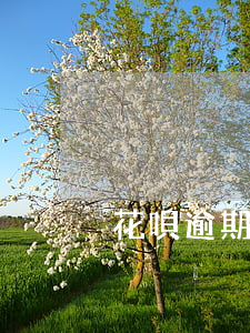 花唄逾期5年還上后還有多久能開花唄