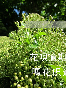 花唄逾期5月會怎么樣(花唄逾期5天上征信嗎?花唄逾期有什么后果)
