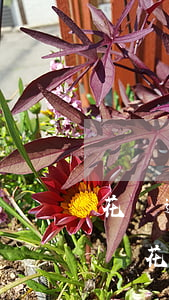 花唄逾期60天上征信(花唄逾期7天上征信嗎?花唄逾期有什么后果)