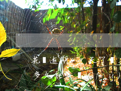 花唄逾期69天了嗎 花唄逾期60天還清了多久能恢復(fù)使用資格