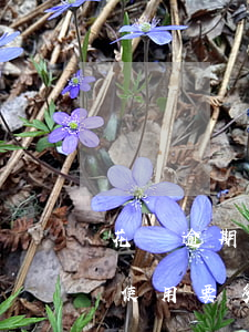 花唄逾期69天怎么辦(花唄逾期7天被暫停使用要多久才能恢復(fù))